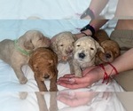 Small Photo #2 Goldendoodle Puppy For Sale in CHULA VISTA, CA, USA