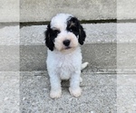 Small #2 Bernedoodle (Miniature)