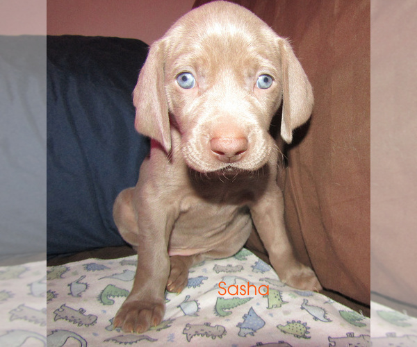 Medium Photo #2 Weimaraner Puppy For Sale in LAS ANIMAS, CO, USA
