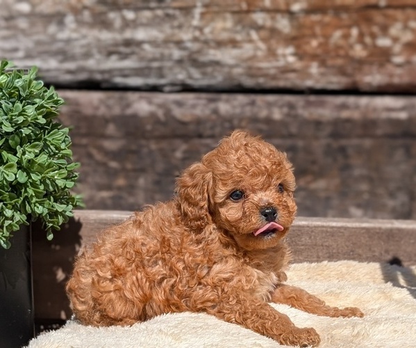 Medium Photo #20 Cavapoo (Miniature) Puppy For Sale in GOSHEN, IN, USA