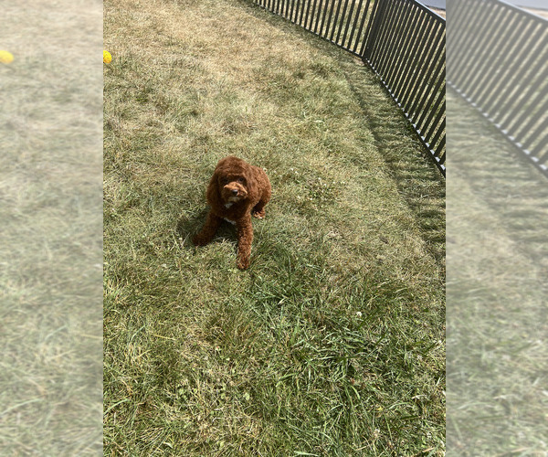 Medium Photo #100 Poodle (Miniature) Puppy For Sale in WARSAW, IN, USA