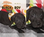 Small Photo #10 Great Dane Puppy For Sale in KALAMA, WA, USA