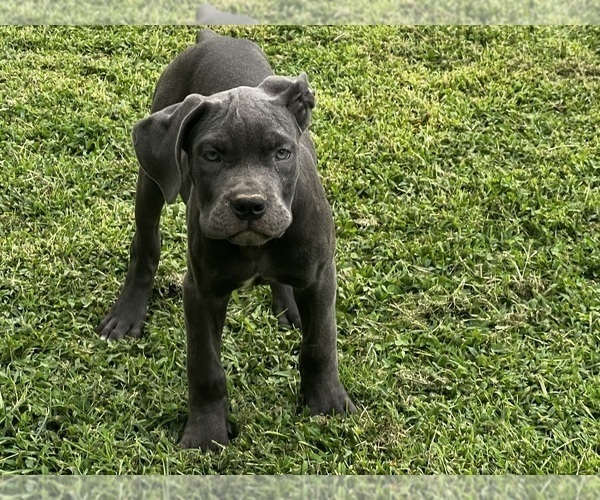 Medium Photo #7 Cane Corso Puppy For Sale in FREDERICKSBURG, VA, USA