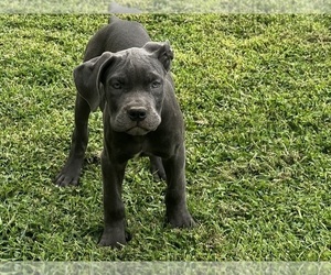 Medium Cane Corso
