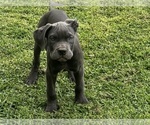 Puppy Puppy 6 Cane Corso