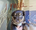 Small Photo #5 Australian Shepherd Puppy For Sale in BUFFALO, TX, USA