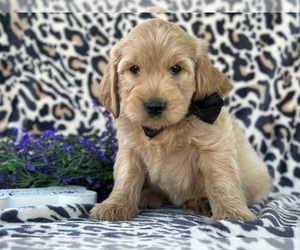 Goldendoodle (Miniature) Puppy for sale in LANCASTER, PA, USA