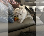 Small #5 Maltese