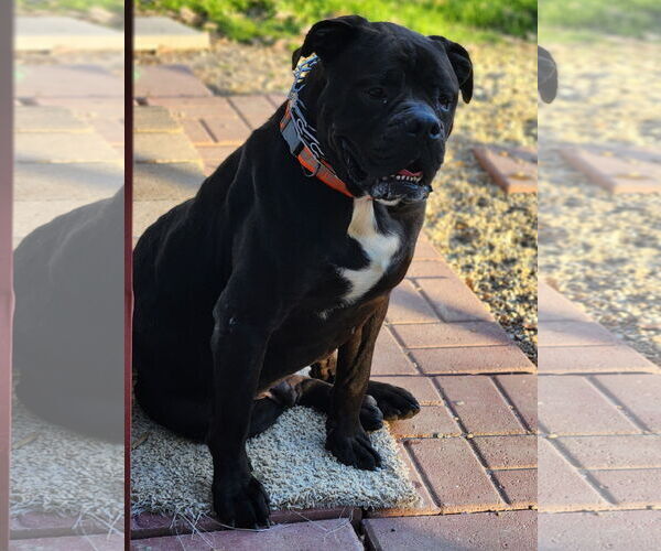 Medium Photo #9 American Bulldog-Unknown Mix Puppy For Sale in Shreveport, LA, USA