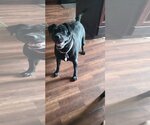 Small #1 Boston Terrier-Labrador Retriever Mix