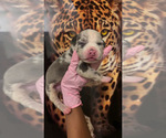 Small #1 American Bully