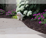 Small #4 Bichon Frise