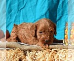 Small Photo #3 Cavapoo Puppy For Sale in SUNBURY, PA, USA