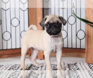 Pug Puppy for sale in NAPLES, FL, USA