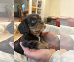 Small #1 Cavalier King Charles Spaniel
