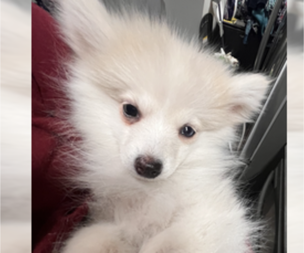 Medium Photo #37 Pomsky Puppy For Sale in GOLDEN VALLEY, AZ, USA