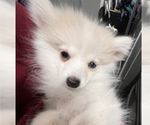 Small Photo #37 Pomsky Puppy For Sale in GOLDEN VALLEY, AZ, USA