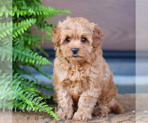 Medium Photo #3 Cavapoo Puppy For Sale in MORGANTOWN, PA, USA