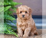 Small #2 Cavapoo