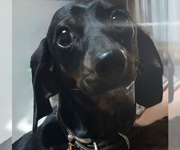 Medium Photo #2 Dachshund Puppy For Sale in Lebanon, PA, USA
