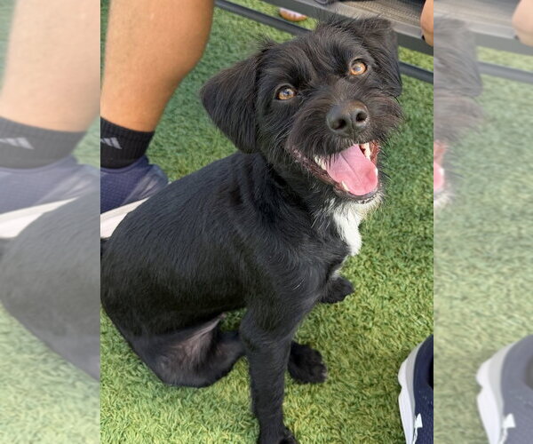 Medium Photo #4 Mutt Puppy For Sale in oakland, FL, USA
