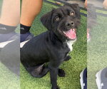 Small #3 Mutt