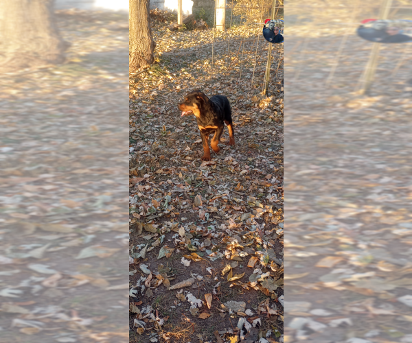 Medium Photo #6 Rottweiler Puppy For Sale in NEW LONDON, MO, USA
