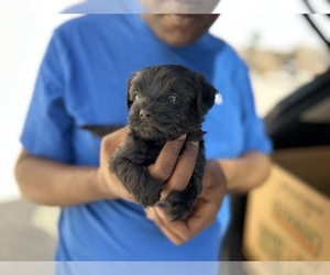 Morkie Puppy for sale in ATLANTA, GA, USA