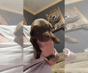 Labrador Retriever Puppy for sale in NEKOOSA, WI, USA