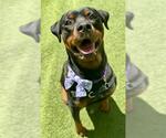Small Rottweiler