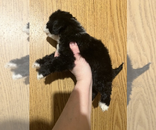 Medium Photo #1 Maltipoo (Miniature) Puppy For Sale in VENETA, OR, USA