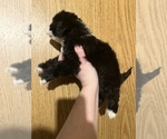 Small Maltipoo (Miniature)