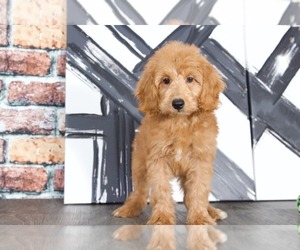 Goldendoodle Puppy for sale in BEL AIR, MD, USA