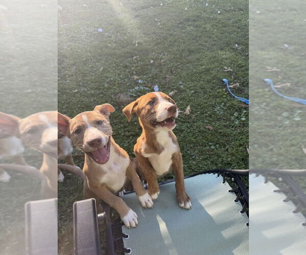 Medium Photo #2 Mutt Puppy For Sale in Candler, NC, USA