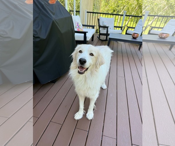 Medium Photo #1 Great Pyrenees-Unknown Mix Puppy For Sale in Minneapolis, MN, USA