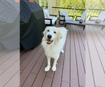 Small Great Pyrenees Mix