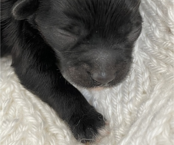 Medium Photo #8 ShihPoo Puppy For Sale in CLARE, MI, USA