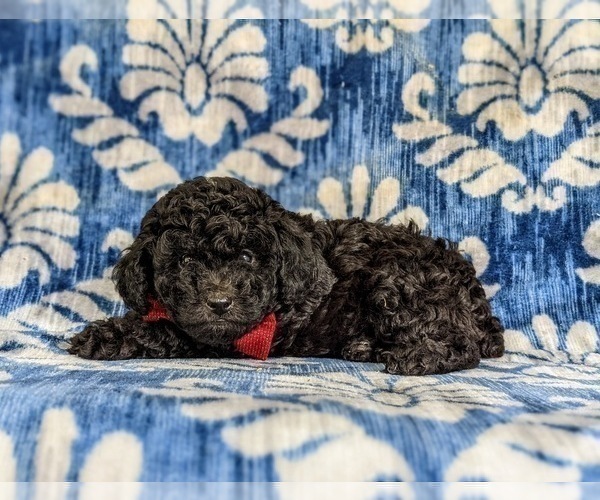 Medium Photo #3 Poodle (Toy) Puppy For Sale in QUARRYVILLE, PA, USA