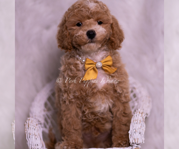 Medium Photo #42 Poodle (Miniature) Puppy For Sale in WARSAW, IN, USA
