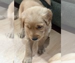Image preview for Ad Listing. Nickname: tucker