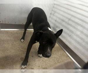 Mutt Dogs for adoption in San Bernardino, CA, USA