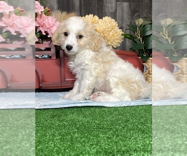 Medium Photo #4 Bichpoo-Cavalier King Charles Spaniel Mix Puppy For Sale in CANOGA, NY, USA