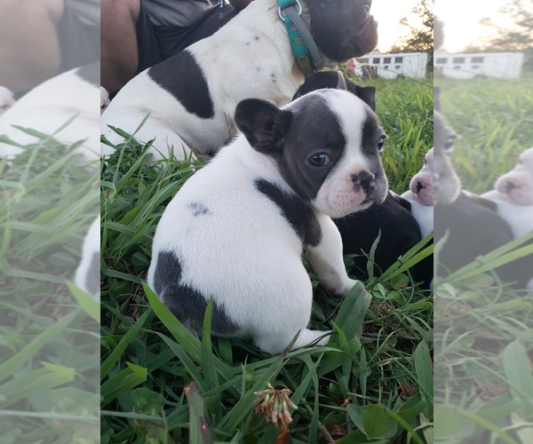 Medium Photo #5 French Bulldog Puppy For Sale in BONE CAVE, TN, USA