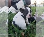 Small Photo #5 French Bulldog Puppy For Sale in BONE CAVE, TN, USA