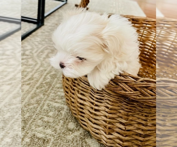 Medium Photo #2 Morkie Puppy For Sale in HUNTSVILLE, AL, USA
