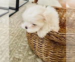 Small Photo #2 Morkie Puppy For Sale in HUNTSVILLE, AL, USA