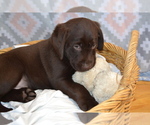 Small #3 Labrador Retriever