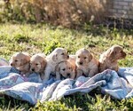 Small #1 Golden Retriever