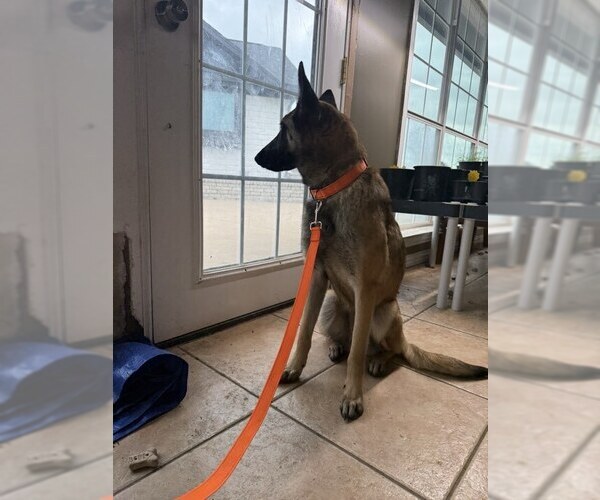 Medium Photo #4 Mutt Puppy For Sale in Imlay City, MI, USA