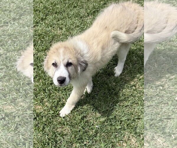 Medium Photo #2 Anatolian Pyrenees Puppy For Sale in The Woodlands, TX, USA